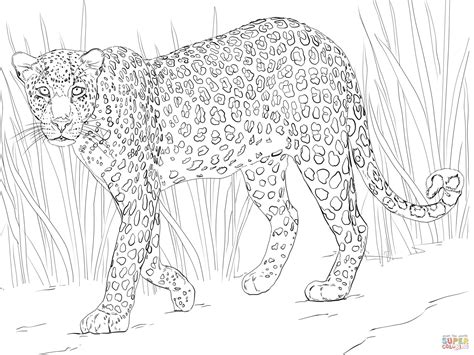 african leopard coloring page  printable coloring pages