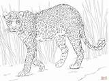 Coloring African Pages Safari Animals Printable Leopard Comments sketch template
