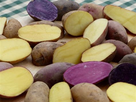 kartoffeln richtig pflanzen unsere experten tipps shop