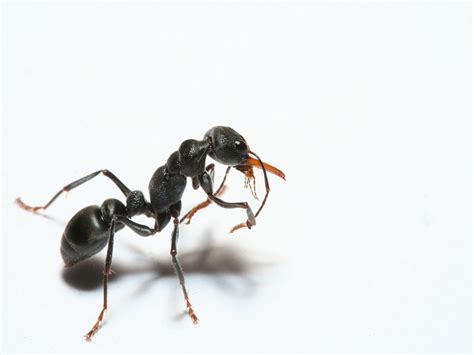 ants wallpapers fun animals wiki  pictures stories