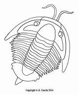 Trilobite Disegno Cambriano Colorare Risultati Bacheca Scegli sketch template