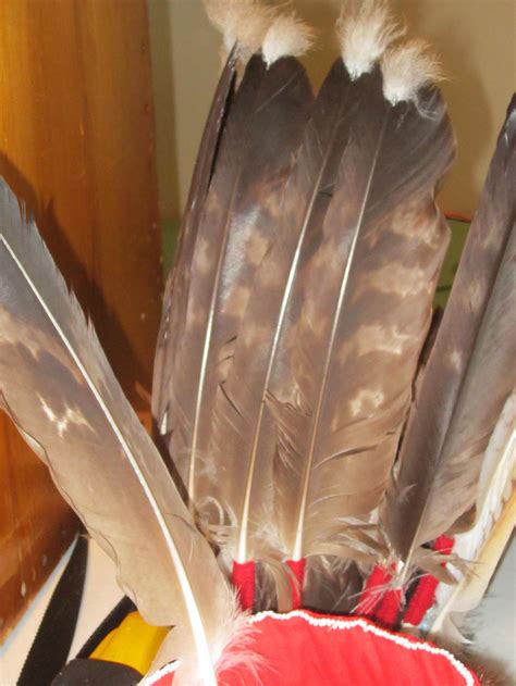 golden eagle feathers  hawkfeathercollector  deviantart