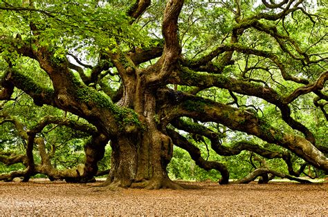 mighty oak natures greatest survivor quercus living