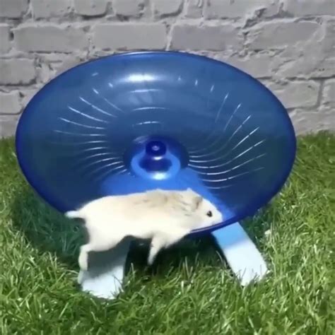 dumpert hamster  hamsterrad