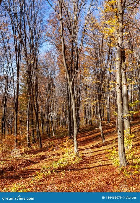 outum forest  sunny day stock image image  timber
