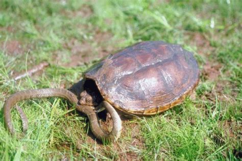 kaplumbağa nasıl daha hızlı büyütülür