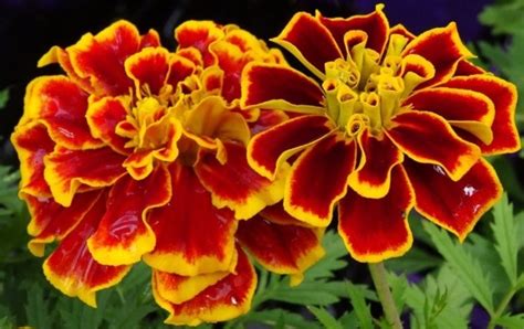 menanam  merawat bunga french marigold  cepat berbunga