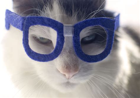notso kitty nerd glasses cat fashion kitty