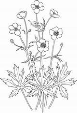 Buttercup Flower Acris Ranunculus Pages Coloring Tall Drawing Printable Flowers Supercoloring Tree Drawings Tattoo Wildflower Bouton Botanical sketch template