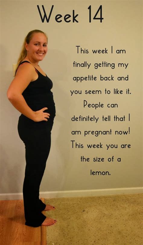 bumpdate 14 weeks and 15 weeks pregnant the well planned mama pregnancy