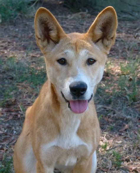 dingo sanctuary open days july august australian dog lover