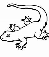Gecko Lagarto Lizard Lagartos Brilliant Wuming Albanysinsanity Sponsored sketch template