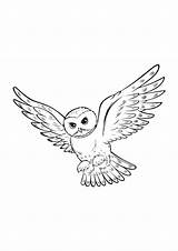 Potter Harry Hedwig Owl Kleurplaat Uil Uilen Drawing Tattoos Coloring Pages Tekeningen Owls Drawings Hogwarts Colouring Paintingvalley Downloaden Uploaded User sketch template