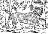 Coloring Pages Tiger Forest Rainforest Animals Asian Bamboo Color Tropical Outline Drawing Deciduous Printable Tigers Print Animal Online Kelp Getcolorings sketch template