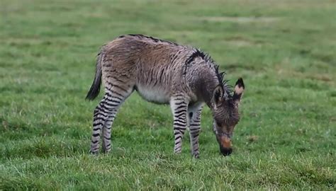 donkey zebra crossbreed zonkey born  somerset star mag