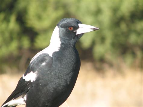 magpies  currawongs archives trevors birding trevors birding