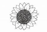 Girasol Colorear Girasoles Superios Todoparacolorear sketch template