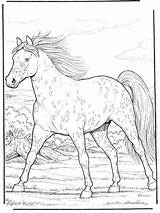Horse Appaloosa Coloring Pages Horses Gallop Caballos Camp Color Dibujos Para Galloping Adult Animals Printable Colouring Books Book Painting Choose sketch template