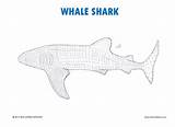 Whale Shark sketch template