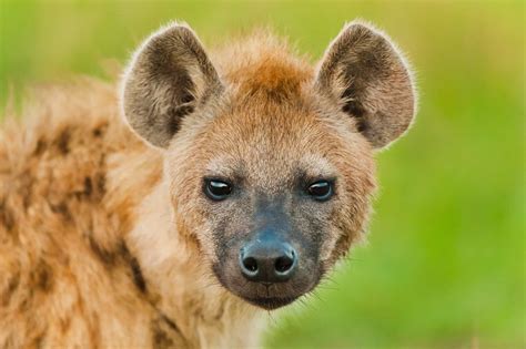 hyena factins