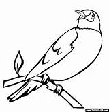 Bird Coloring Pages Robin Tree Birds Coloring4free Drawings Color Perching Robin2 Jay Blue Perched Thecolor Printable Michigan Printables Book Realistic sketch template