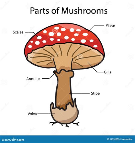 parts   mushroom diagram wiring diagram
