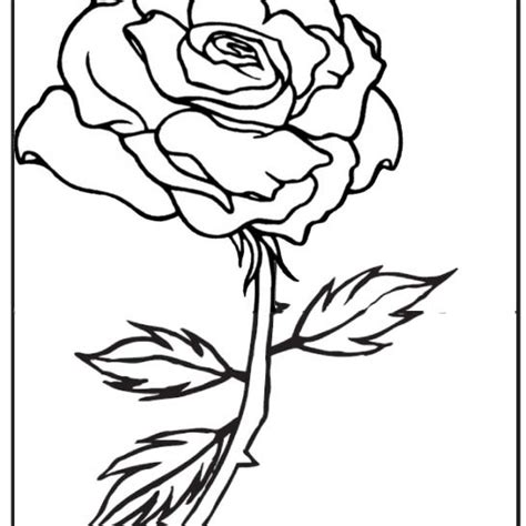 rose   frame coloring page mitraland