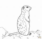 Ground Squirrel Arctic Coloring Rock Pages Clipart Stands Drawing Clipground Color Printable sketch template