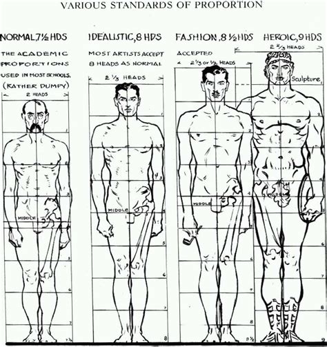 proportions   human figure   draw  human figure   correct proportions