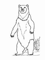 Standing Oso Printables Pardo Urso Marrom Draw Baloo Lisbrasil Colorironline sketch template