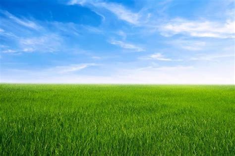 grass  sky background stock  images  backgrounds