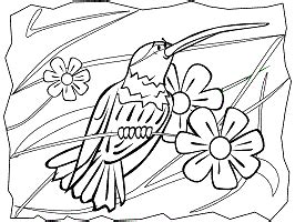 tropical birds coloring pages