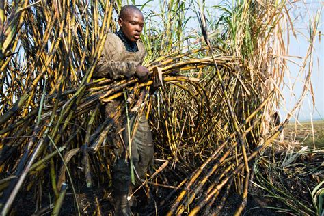 souring state of kenya sugar industry the east african business times