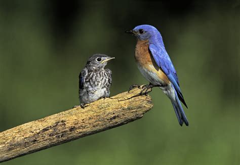 do sparrows attack blue birds anal sex movies
