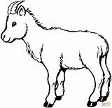 Coloring Pages Goat Cute Printable Color sketch template
