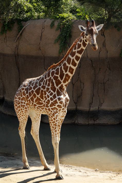 photo giraffe  zoo africa african animal