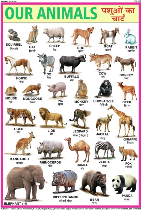 wild animals chart  kids