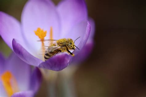 bee honey pollen free photo on pixabay pixabay