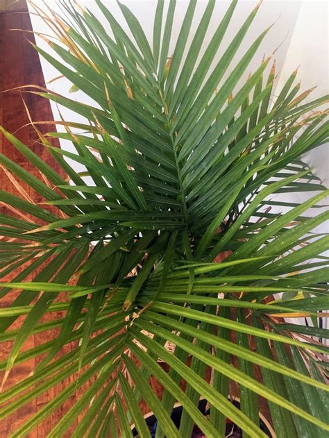 indoor majesty palm tree care costa farms  majesty palm tree floor plant   planter