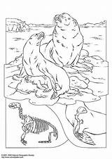 Coloring Sea Lions Seal Lion Pages Arctic Life Antarctic Edupics Information sketch template