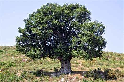 fileoak tree  corsicajpg wikimedia commons