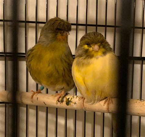 Collection 91 Pictures Pictures Of Male And Female Canaries Sharp