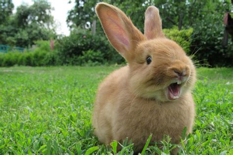 koerpersprache bei kaninchen herz fuer tiere