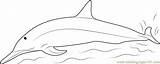 Dolphins Spinner Dolphin Coloringpages101 sketch template