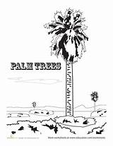 Joshua Coloring Tree National Park Designlooter Palm Trees 453px 18kb sketch template