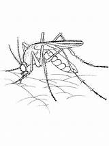Mosquito Coloring Pages Kids Color Printable Bestcoloringpagesforkids sketch template