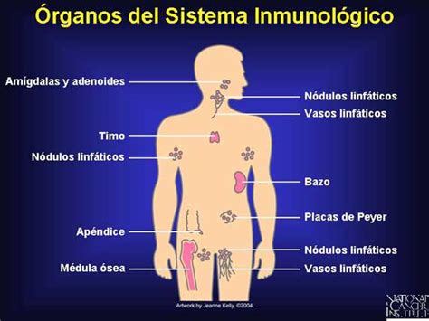 Sistema Inmunológico Wiki Componentes Del Cuerpo Humano Fandom