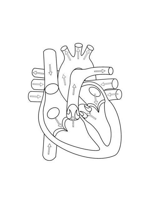 printable heart diagram worksheet  student   human