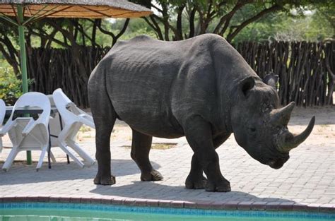 khama rhino sanctuary botswana wildlife conservation