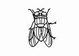 Coloring Housefly Edupics Tallennettu Täältä sketch template
